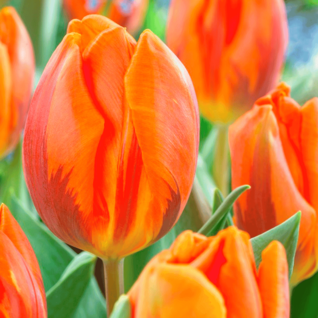 Tulip &