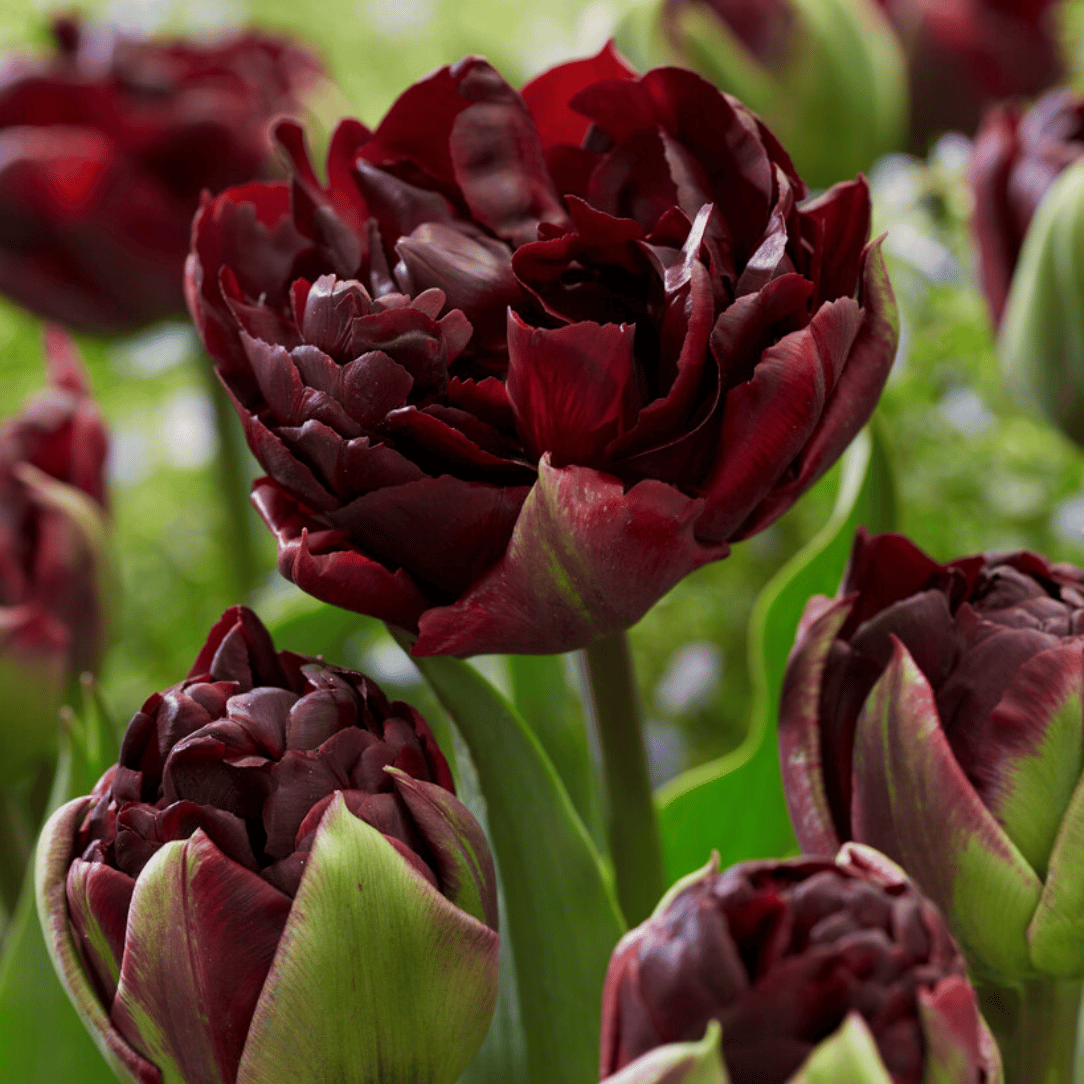 Tulip &