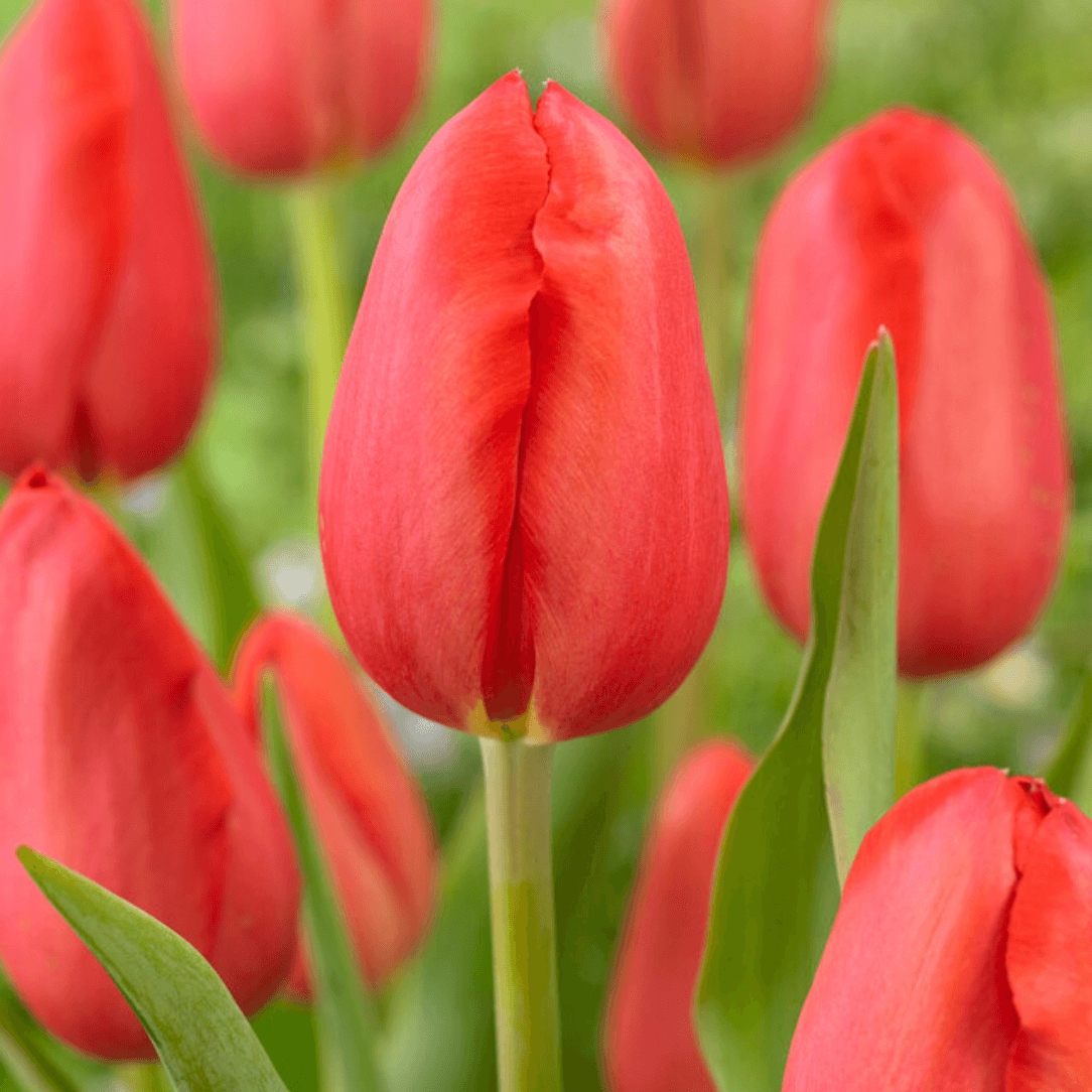 Tulip &