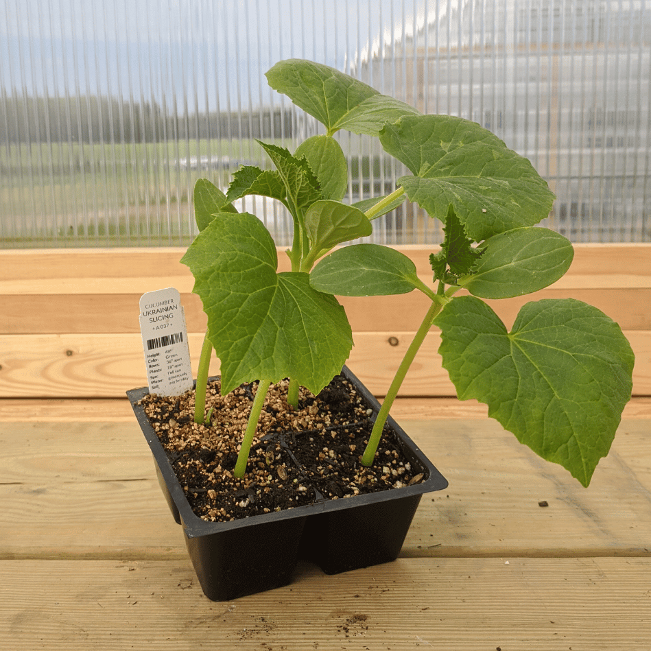 Ukrainian Slicing Cucumber Seedlings