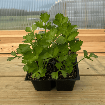 celery plant in pot Utah Tall Celery Seedlings
