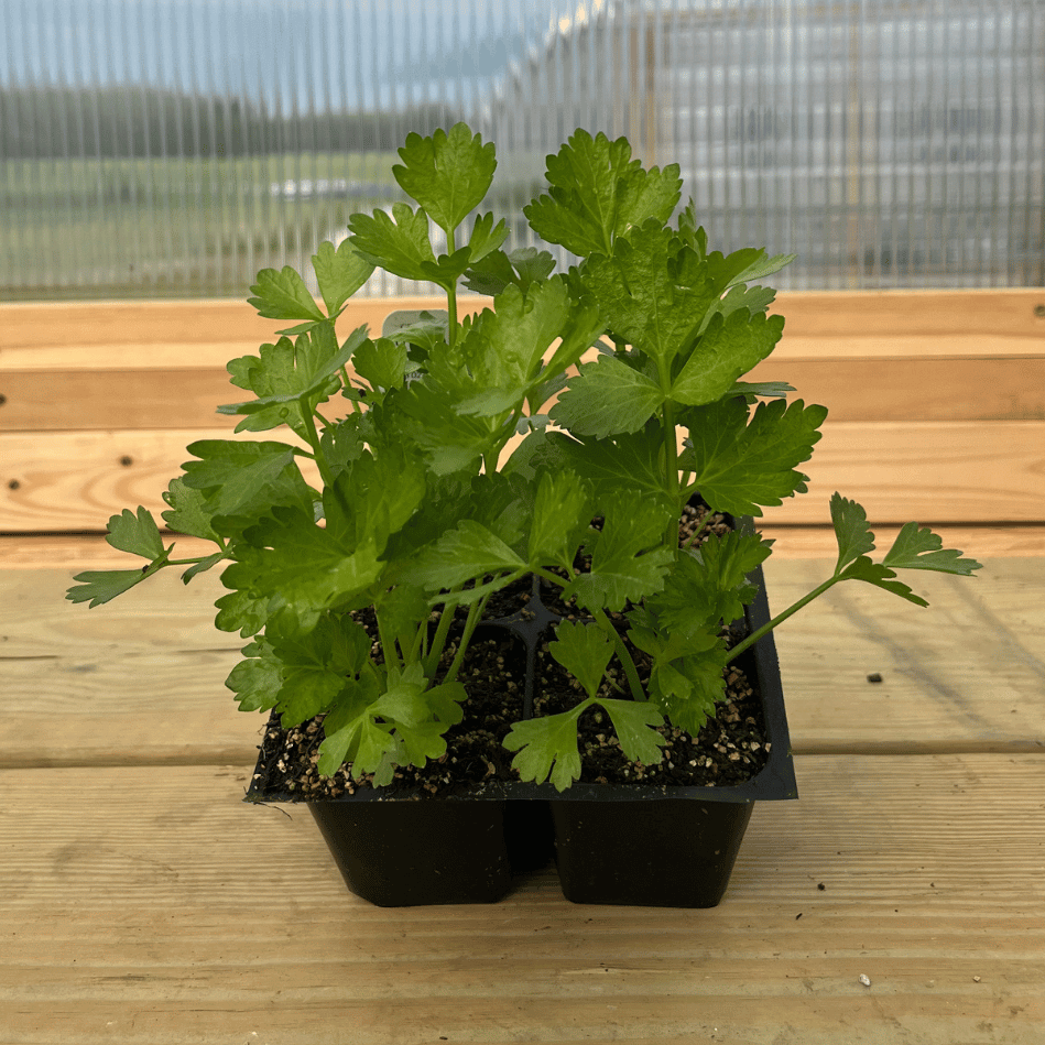 Utah Tall Celery Seedlings