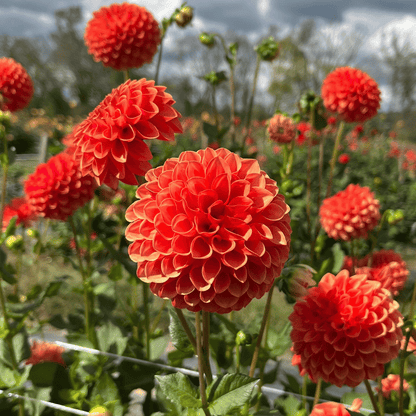 rust planting seeds Valley Rust Bucket Dahlia Tuber