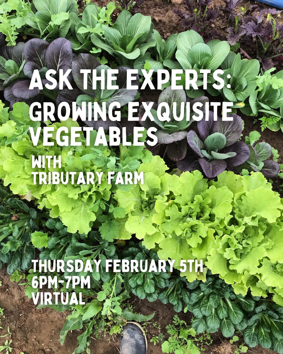 Ask The Experts: Exquisite Vegetables with Tributary Farm