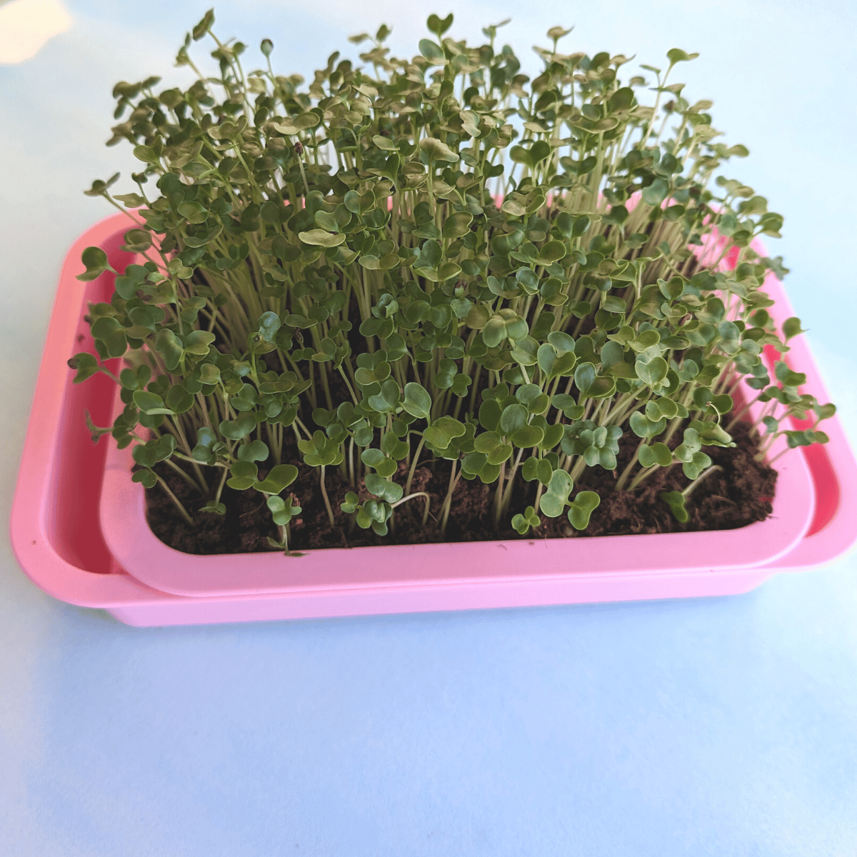 Windowsill Self-Watering Microgreens Tray