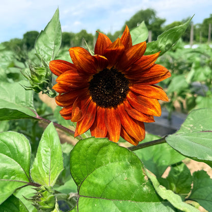 Velvet Queen Sunflower