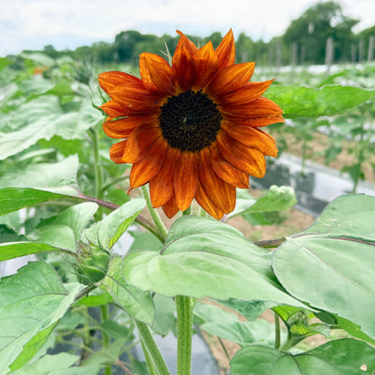 Velvet Queen Sunflower