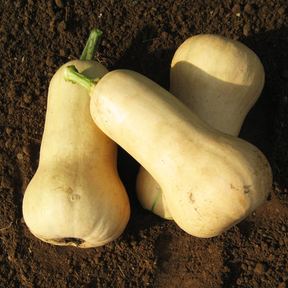 Waltham Butternut Squash