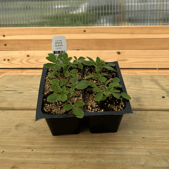 White Queen Cleome Seedlings