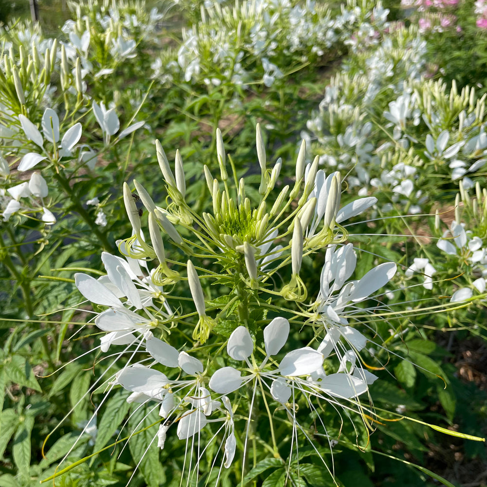 White Queen Cleome Seedlings