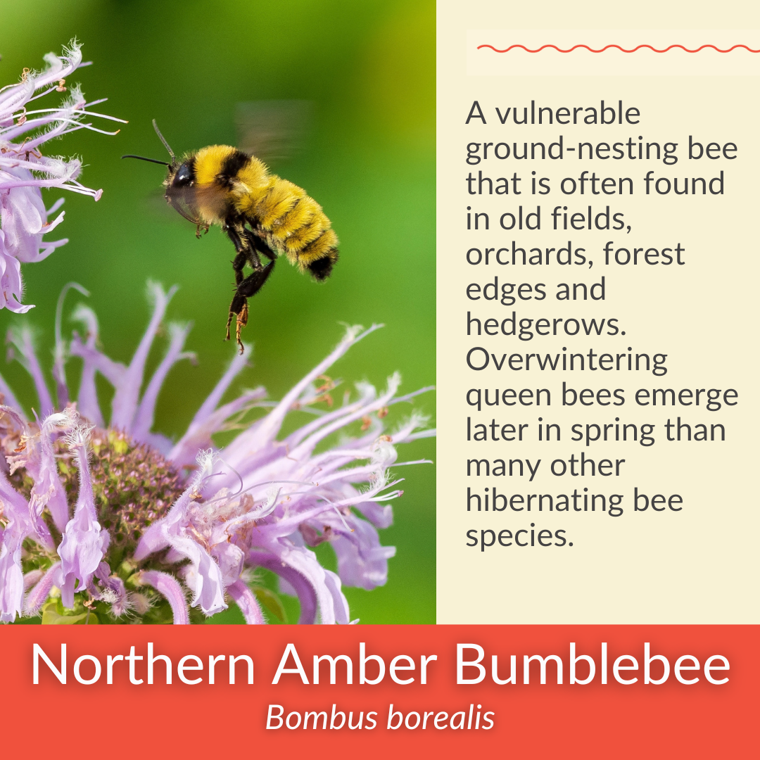 Wild Bergamot - PollinateHV Local Ecotype