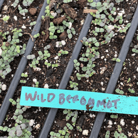 Wild Bergamot Seedlings
