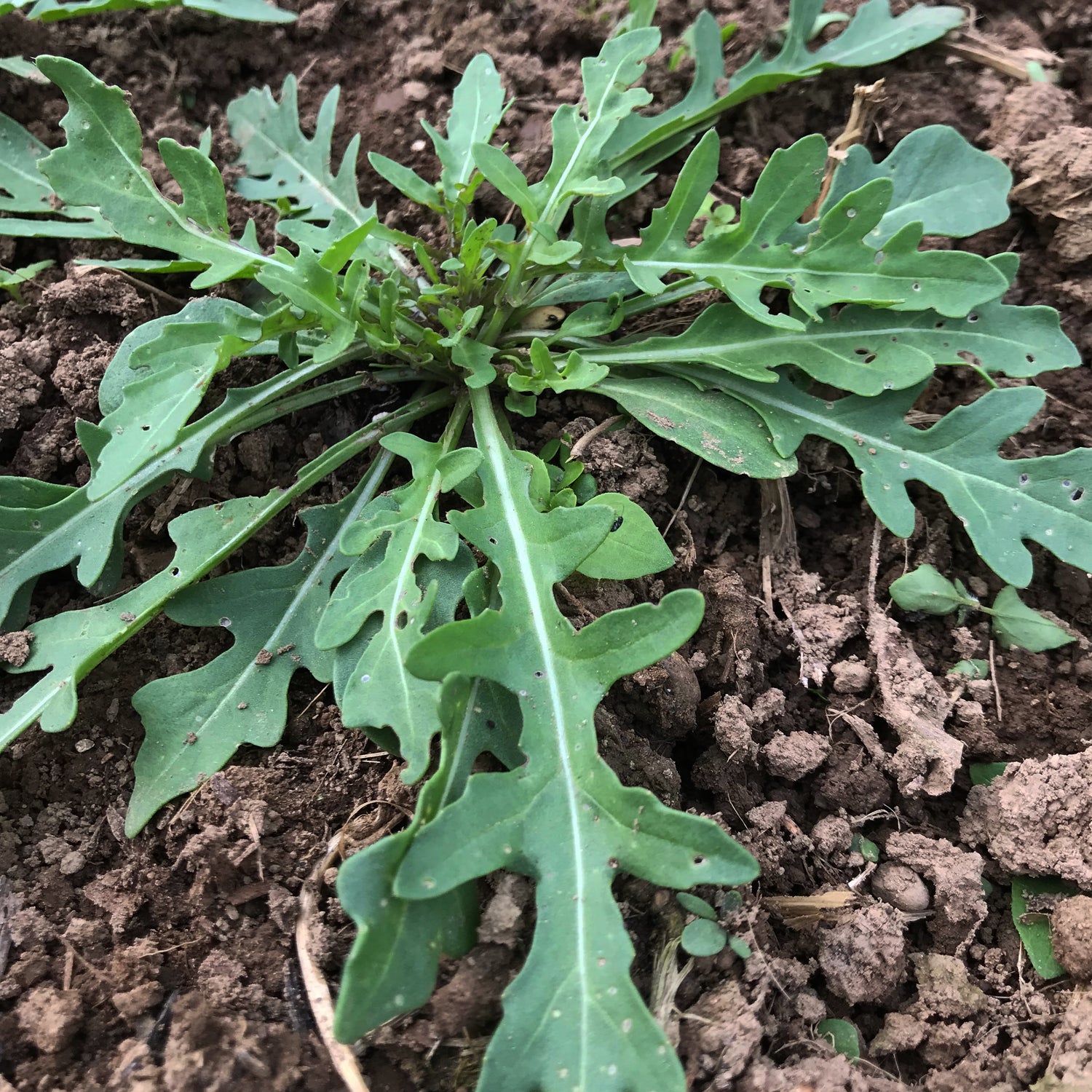 Wild Arugula Seedlings