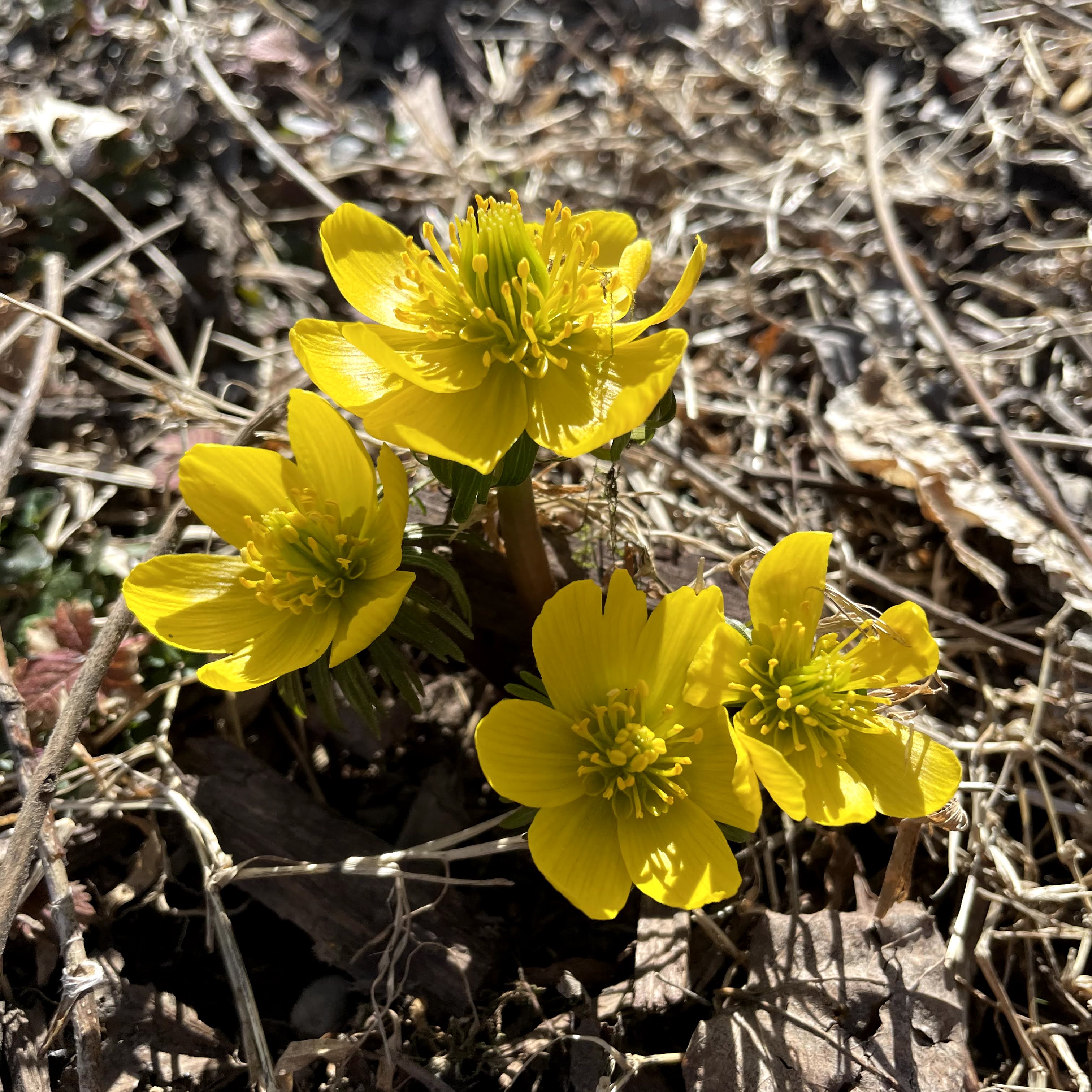 Winter Aconite