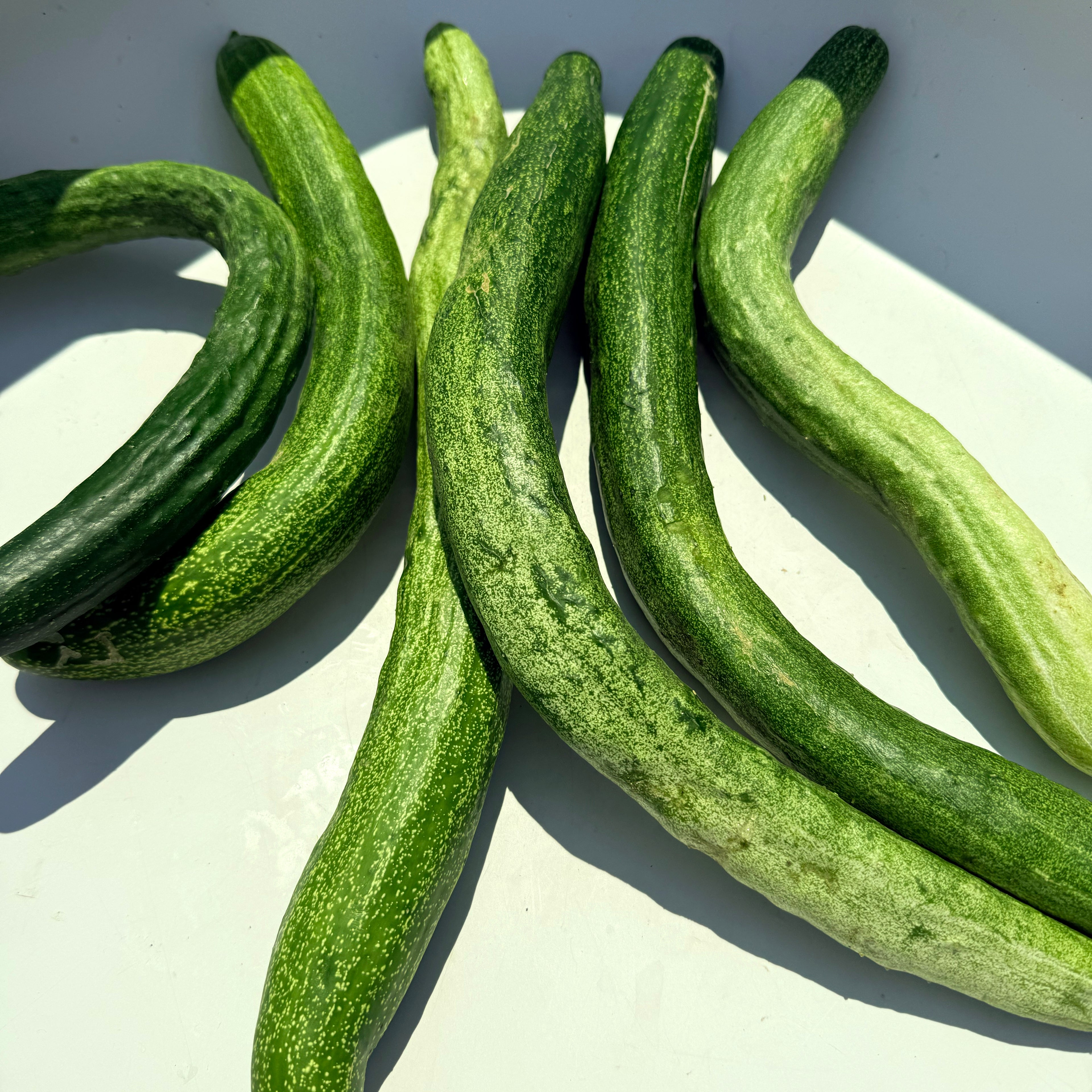 Yamato Sanjaku Cucumber