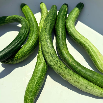 Yamato Sanjaku Cucumber