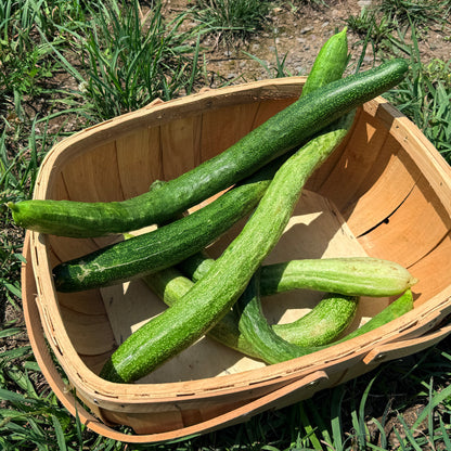 Yamato Sanjaku Cucumber