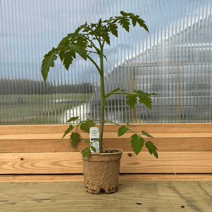 Yellow Pear Cherry Tomato Seedlings