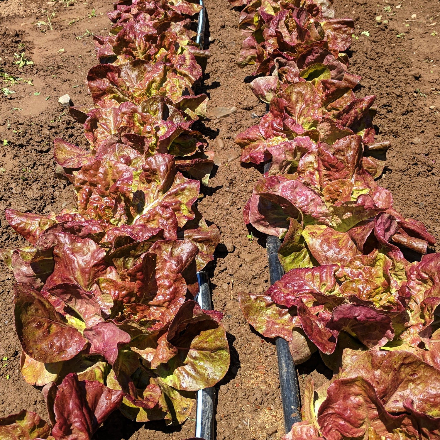 Yugoslavian Red Butterhead Lettuce