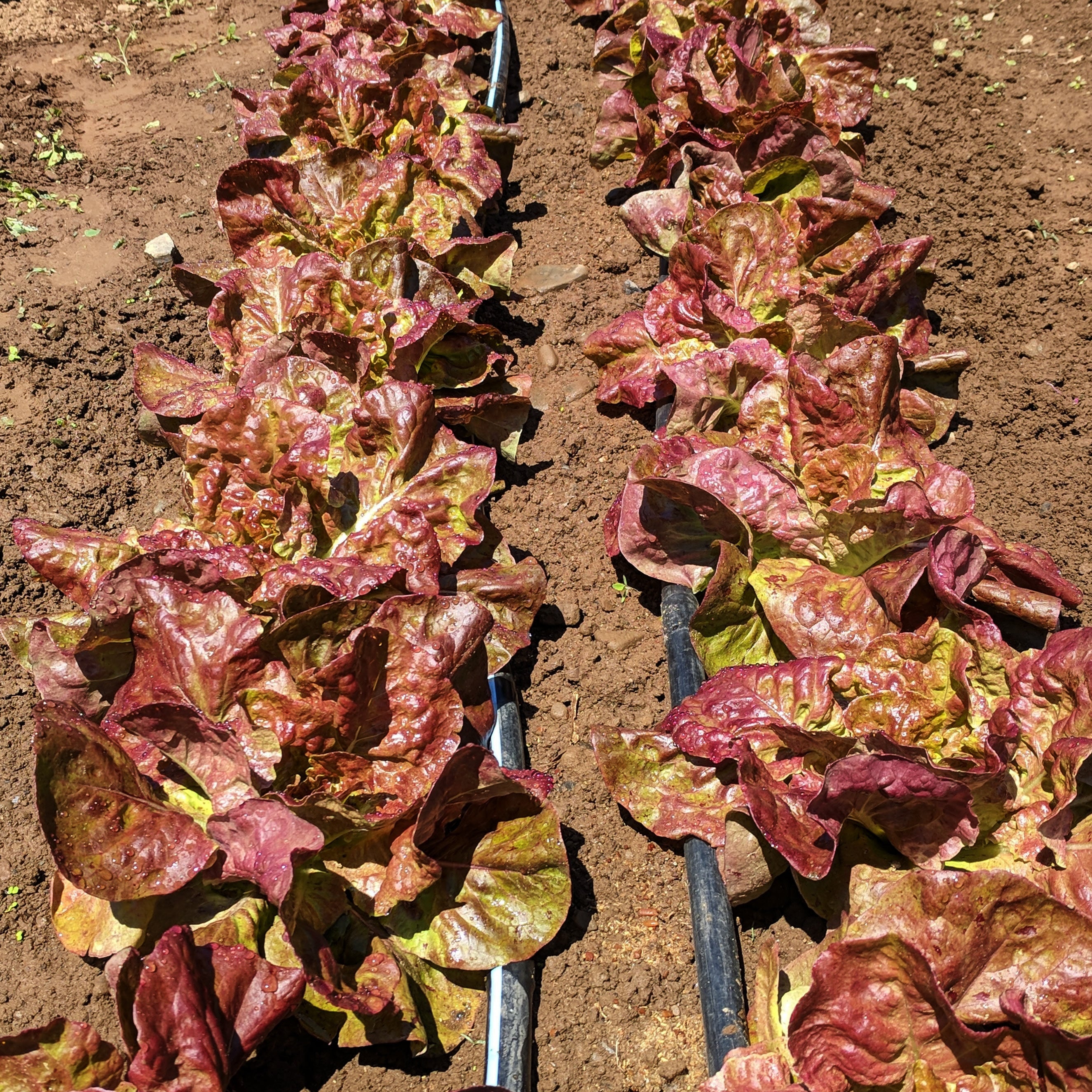 Yugoslavian Red Butterhead Lettuce