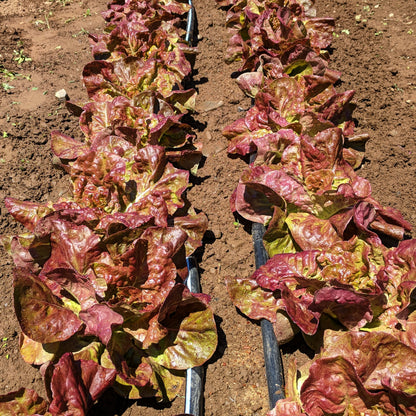 Yugoslavian Red Butterhead Lettuce