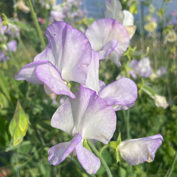 Annual Flowers