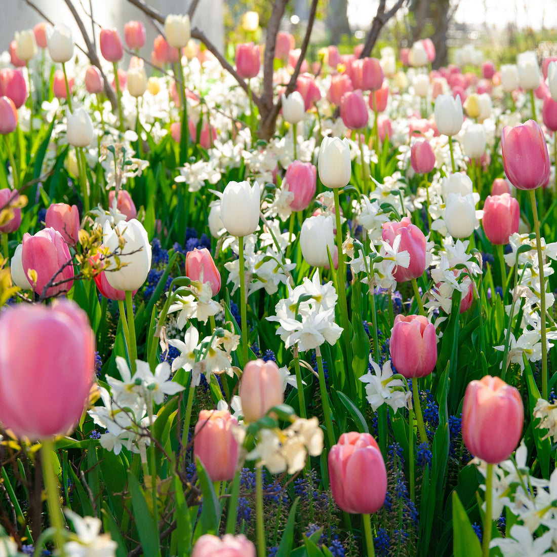 Colorful tulip flowers from Hudson Valley Seed Co. in pink shades, showcasing the All Season Pink Mix variety.