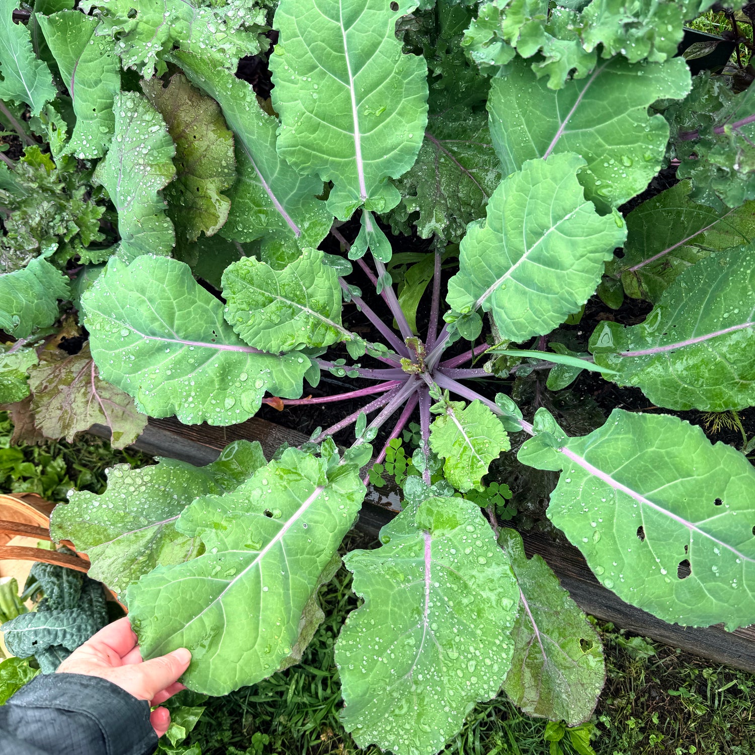 All Stars Kale
