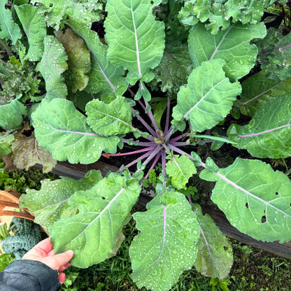 All Stars Kale