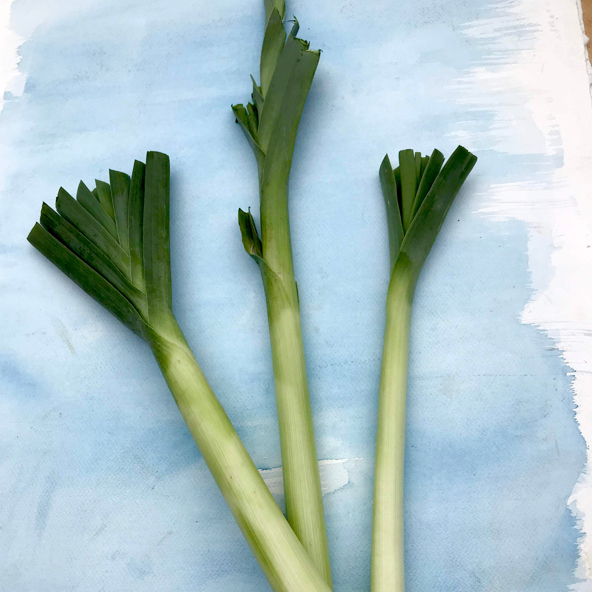 American Flag Leek