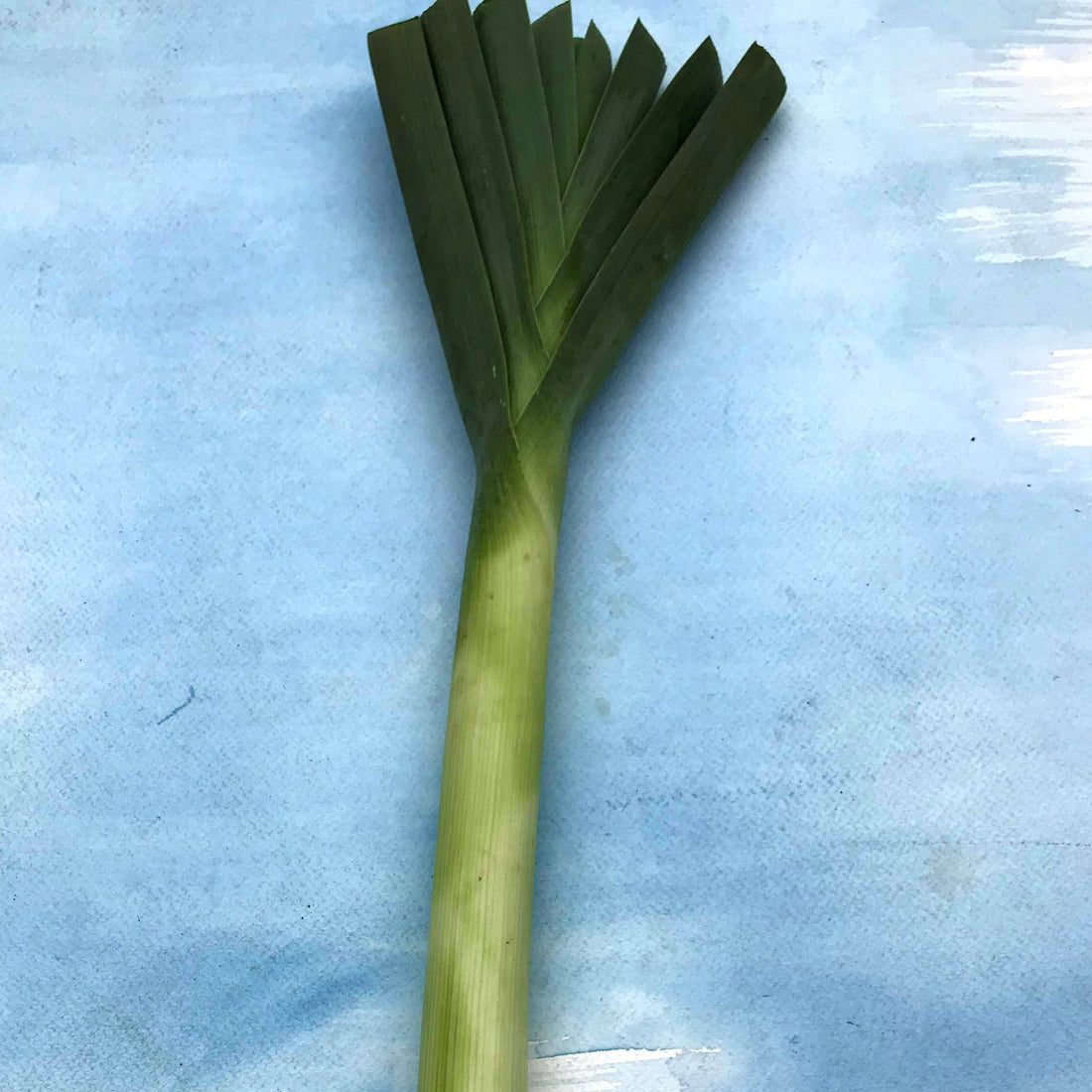American Flag Leek