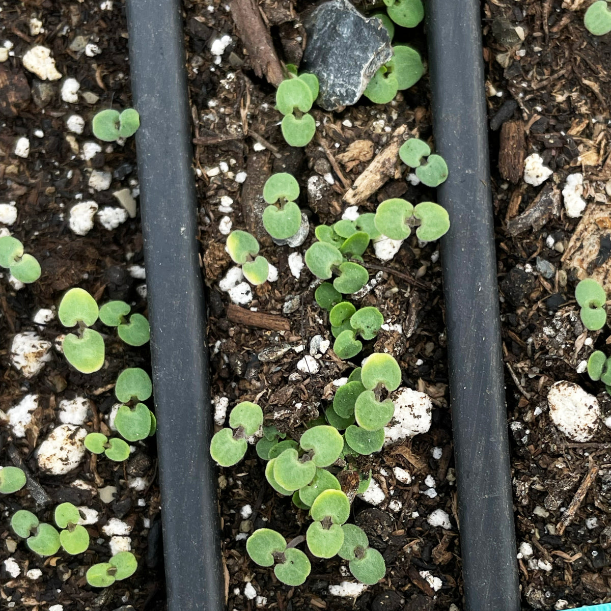Anise Hyssop Seedlings