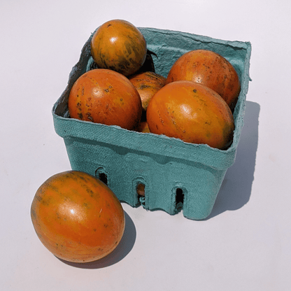 Apricot Zebra Tomato | Hudson Valley Seed Company Apricot Zebra Tomato | Hudson Valley Seed Company