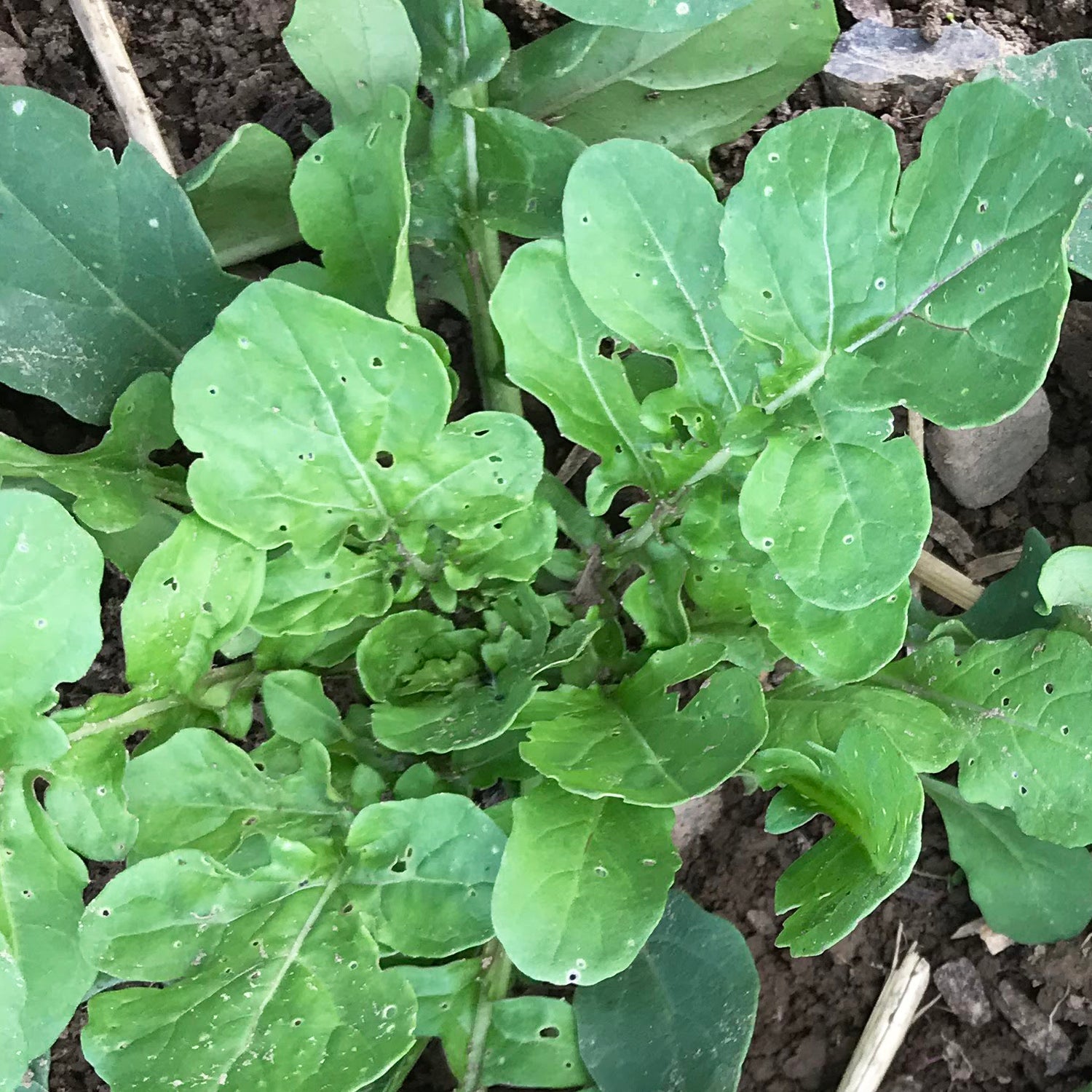Arugula
