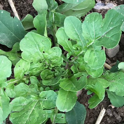 Arugula