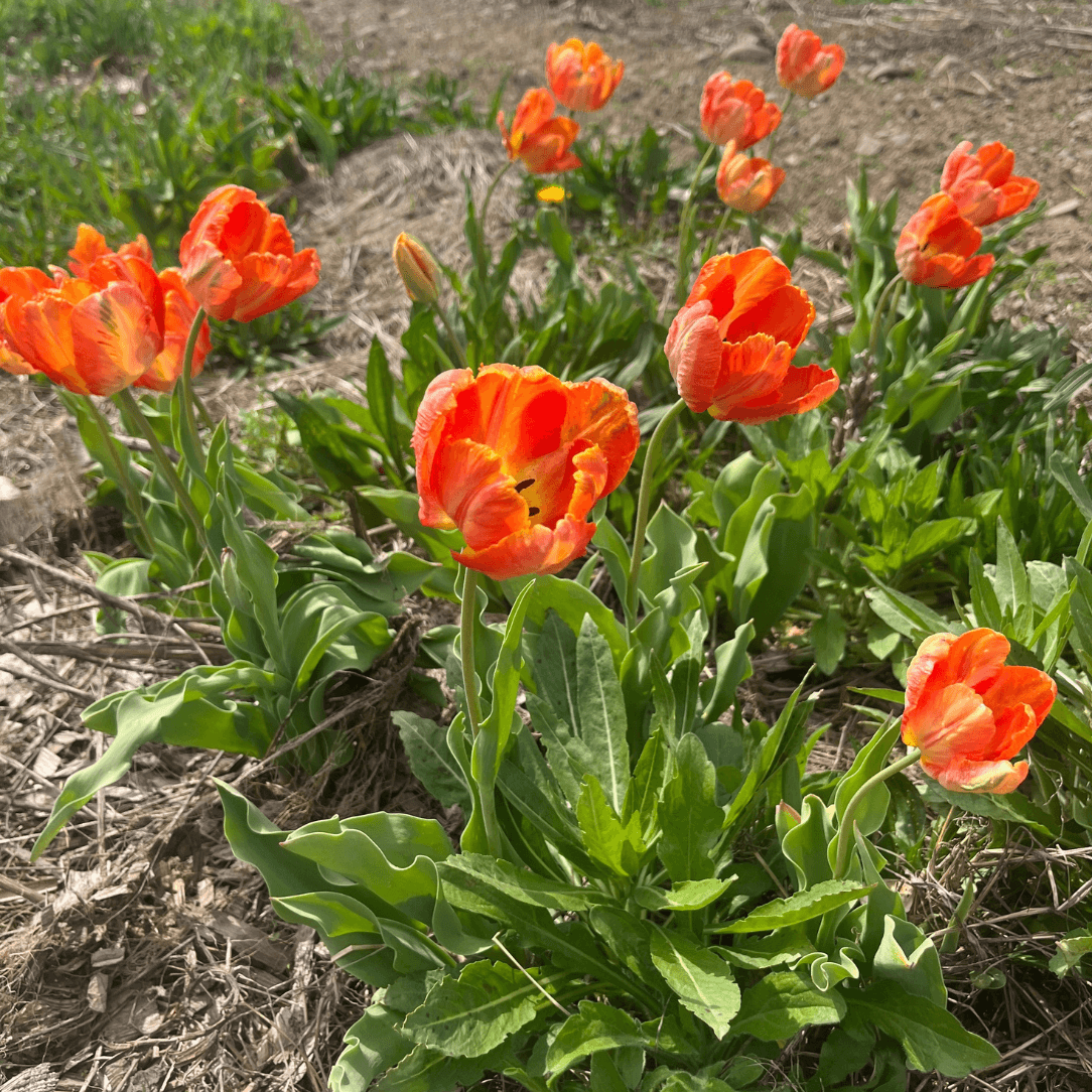 Tulip &