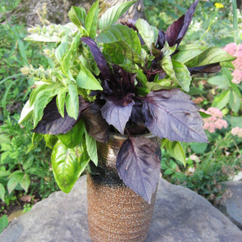 Basil Bouquet