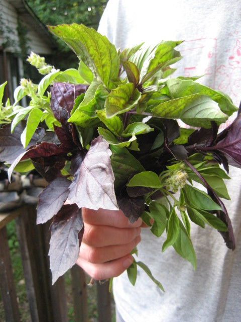 A bouquet of Basil Bouquet in Doug's hand.