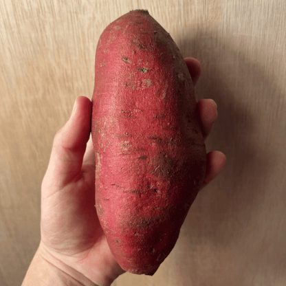 Bayou Belle Sweet Potato Slips