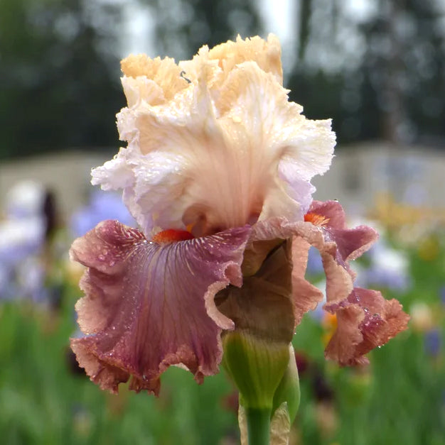 Bearded Iris &