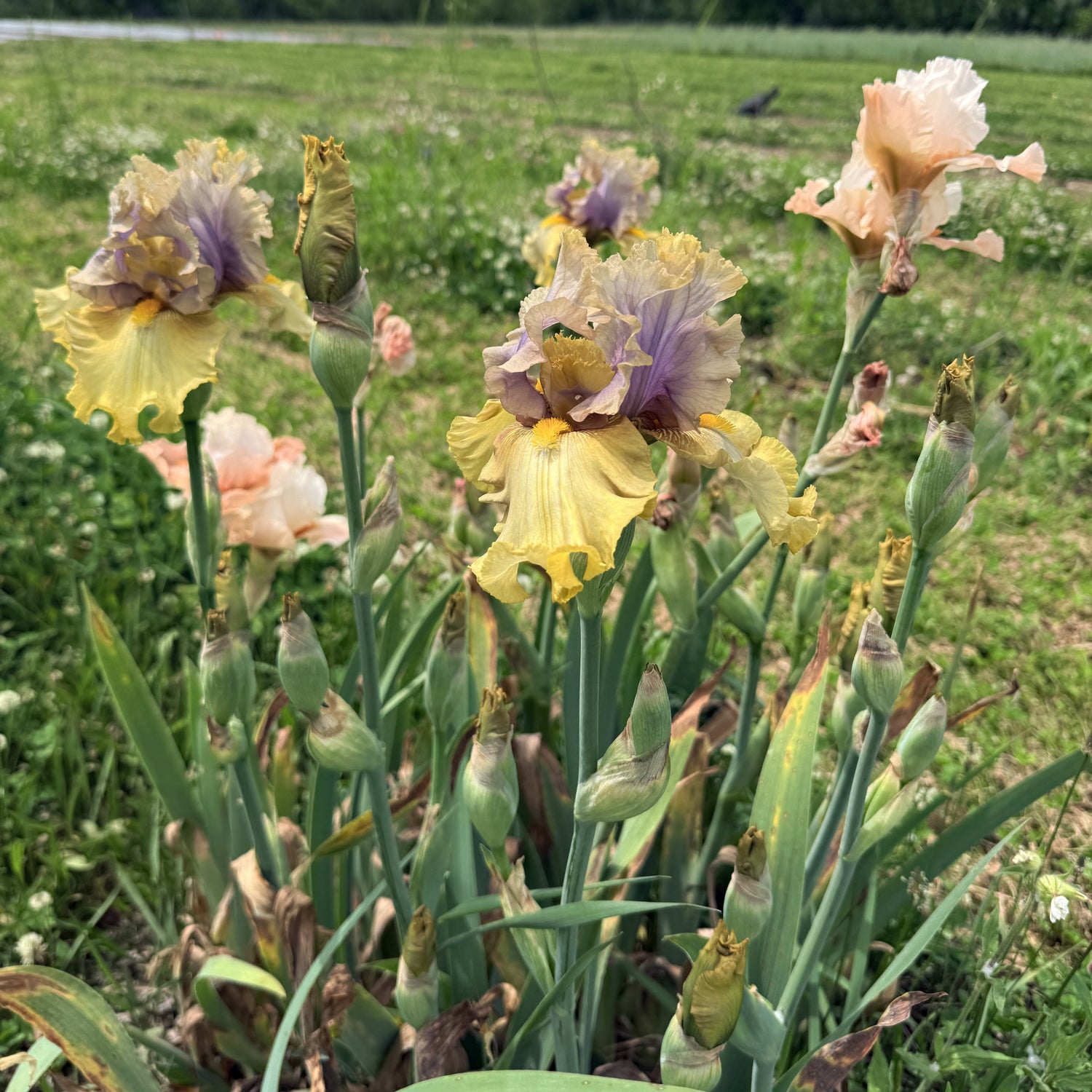 Bearded Iris &