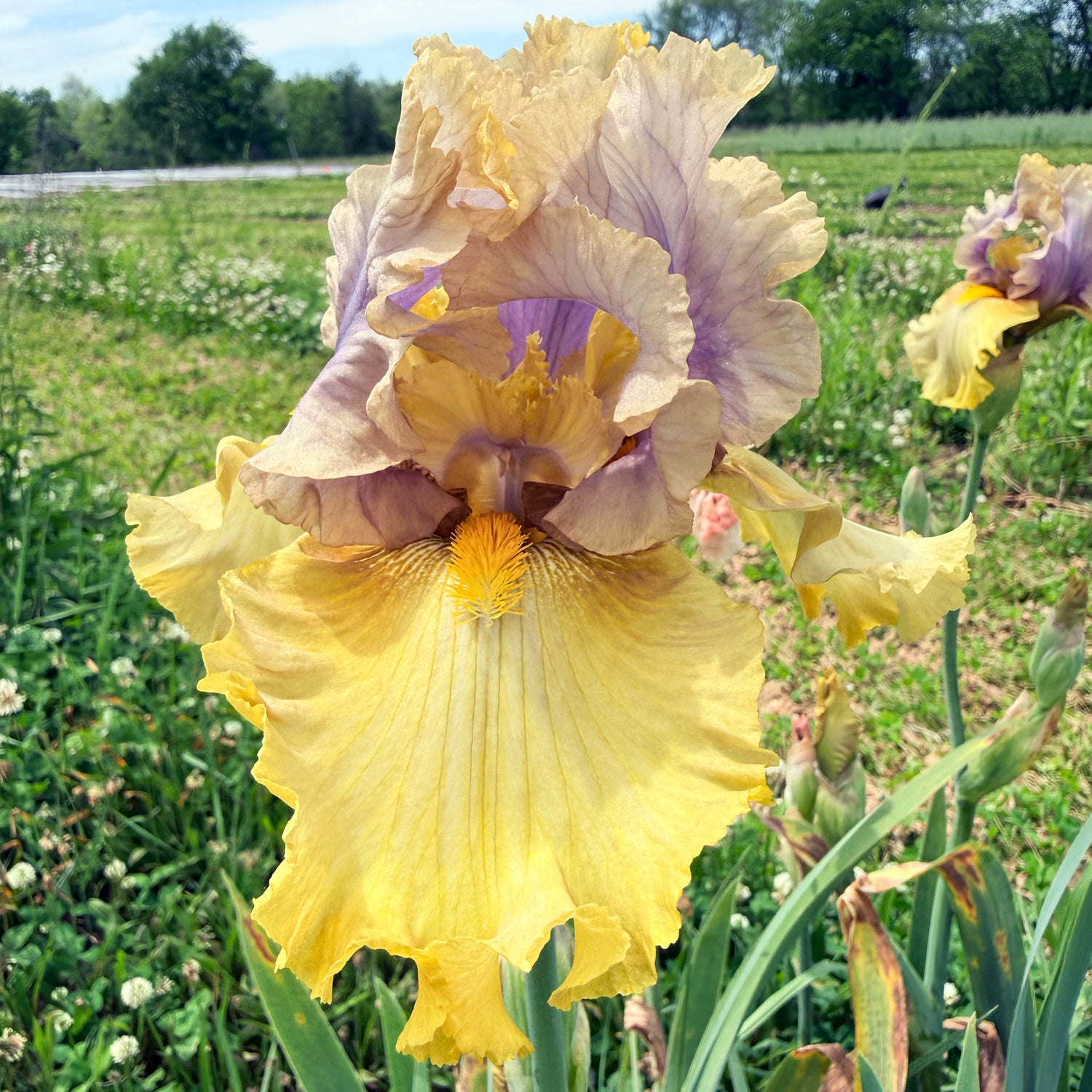 Bearded Iris &