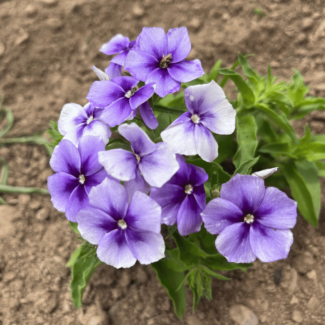 Beauty Blue Phlox Seedlings