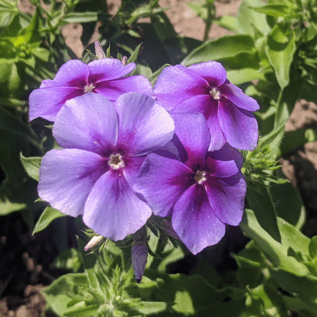 Beauty Blue Phlox Seedlings