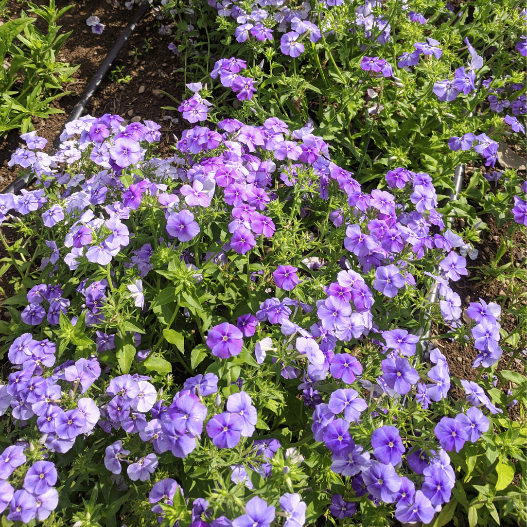 Beauty Blue Phlox Seedlings