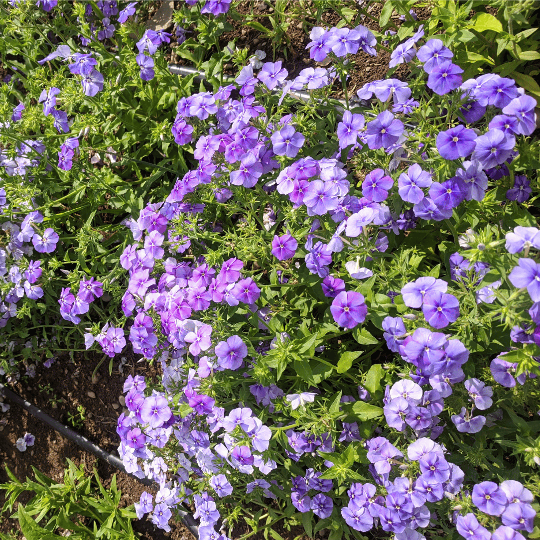 Beauty Blue Phlox Seedlings