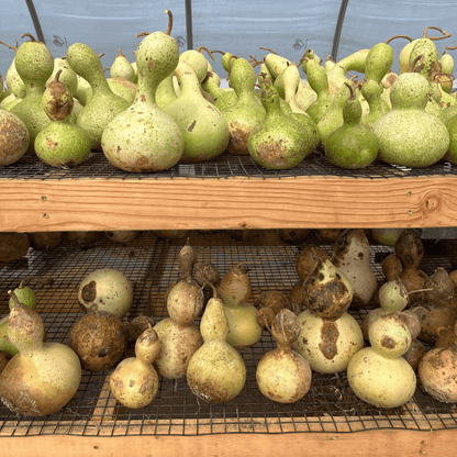 Birdhouse Gourd