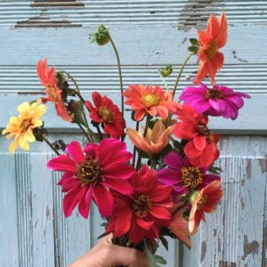 Ask the Experts: Cut Flower Gardens with Stars of the Meadow Farm