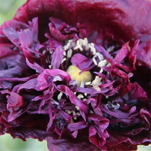 Black Beauty Poppy
