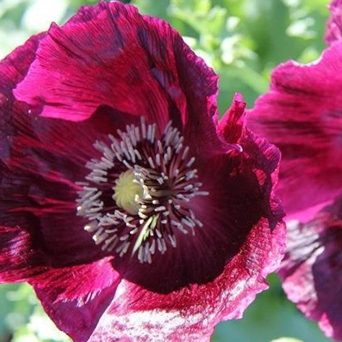 Black Beauty Poppy